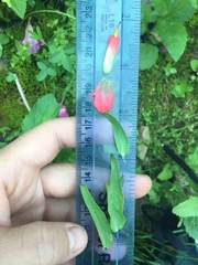 Castilleja parviflora oreopola