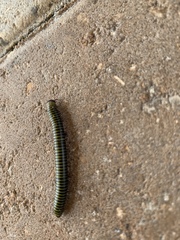 Anadenobolus monilicornis