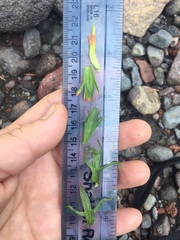 Castilleja suksdorfii