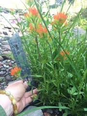 Castilleja suksdorfii