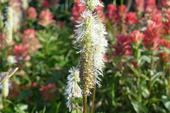 Sanguisorba