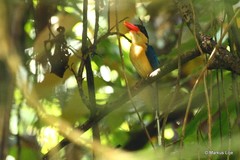 Tanysiptera nigriceps nigriceps