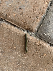 Anadenobolus monilicornis