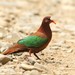 Stephan's Emerald Dove - Photo (c) markus lilje, some rights reserved (CC BY-NC-ND), uploaded by markus lilje