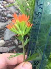 Castilleja suksdorfii