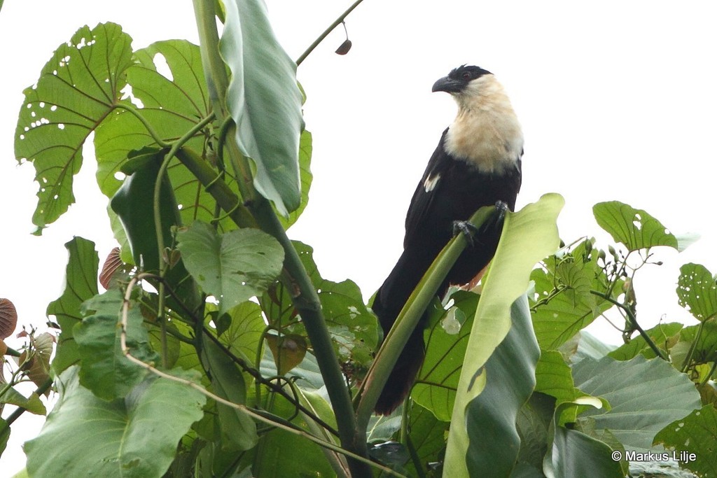 Pied Coucal photo
