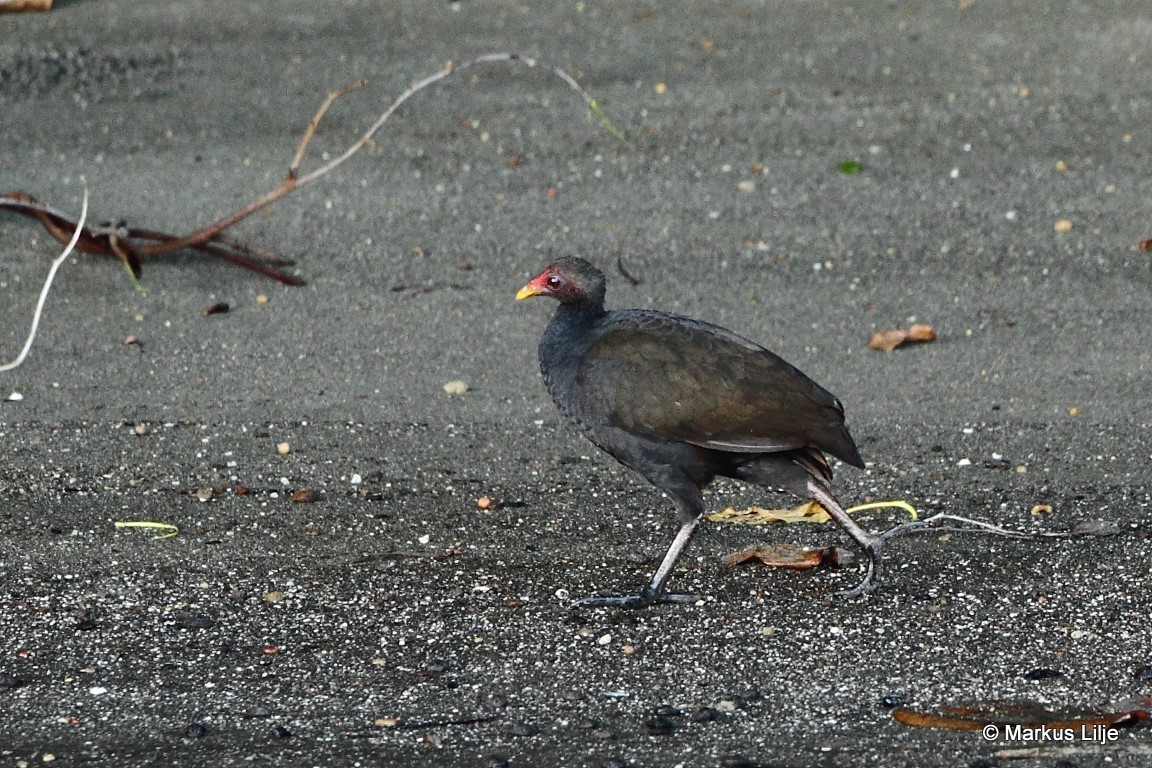 Melanesian Megapode illustration
