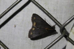 Rejectaria cocytalis