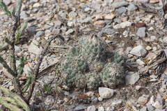 Coryphantha durangensis
