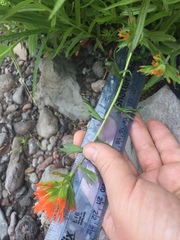 Castilleja suksdorfii