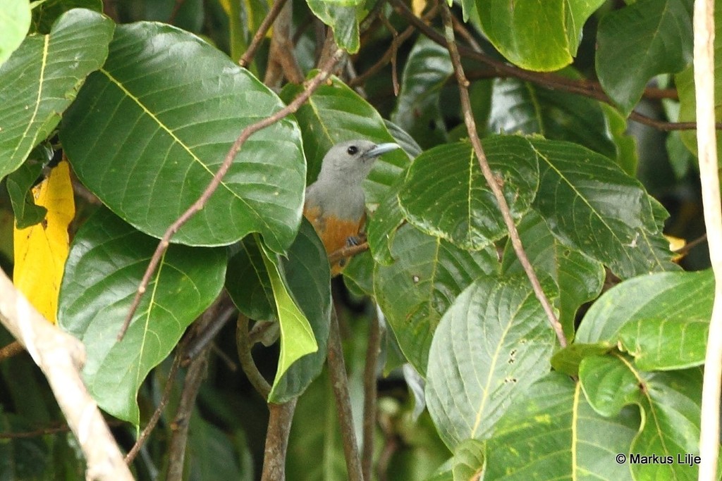 Island Monarch photo