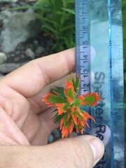 Castilleja suksdorfii