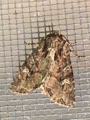 Apamea amputatrix