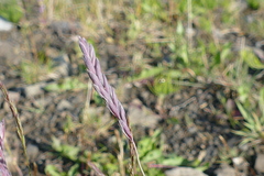 Elymus violaceus