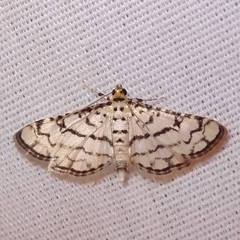 Hileithia rehamalis