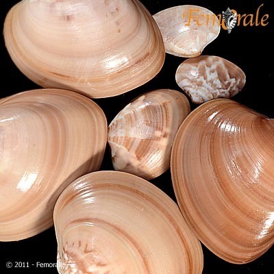 Chocolate Clam
