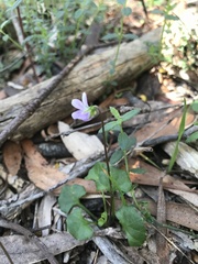 Viola sieberiana