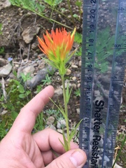 Castilleja suksdorfii