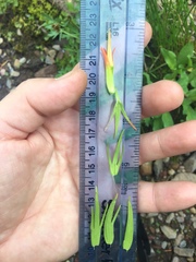 Castilleja suksdorfii