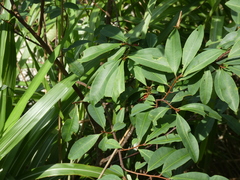 Erythroxylum sinense