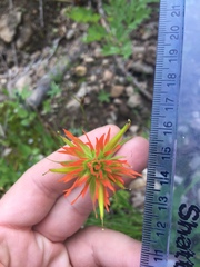 Castilleja suksdorfii