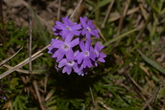 Glandularia aristigera