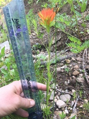 Castilleja suksdorfii