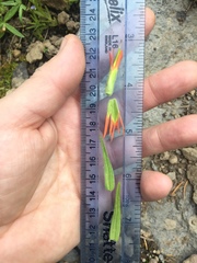 Castilleja suksdorfii