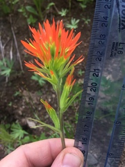 Castilleja suksdorfii