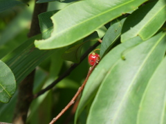 Erythroxylum sinense