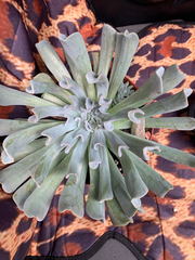 Echeveria runyonii
