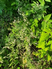 Symphyotrichum lateriflorum