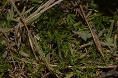 Glandularia aristigera