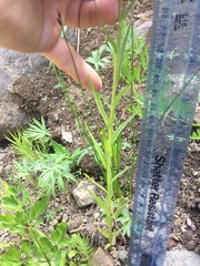 Castilleja suksdorfii