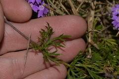 Glandularia aristigera
