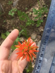 Castilleja suksdorfii