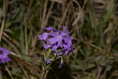 Glandularia aristigera