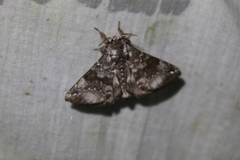 Apatelodes albipunctata