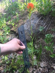 Castilleja suksdorfii