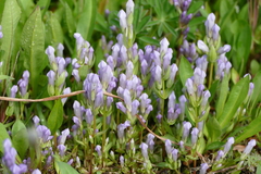 Gentianella propinqua