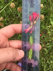 Castilleja parviflora oreopola