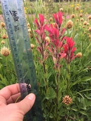 Castilleja parviflora oreopola
