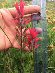Castilleja parviflora oreopola