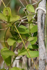 Vincetoxicum carnosum