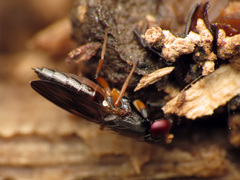 Heteromeringia nitida