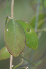 Vincetoxicum carnosum