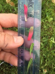 Castilleja parviflora oreopola