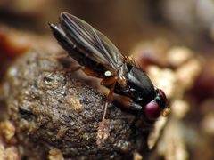 Heteromeringia nitida
