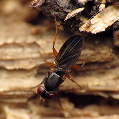 Heteromeringia nitida