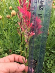 Castilleja parviflora oreopola